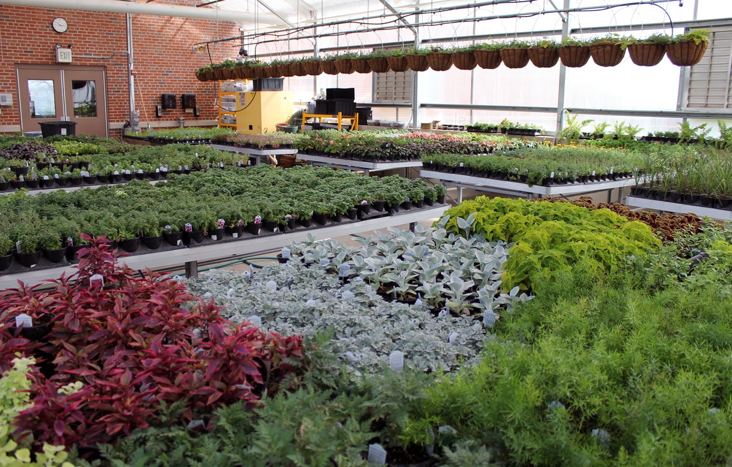 Plants covering tables in the Food Science & Agriculture Center