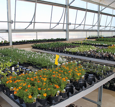 plants in greenhouse