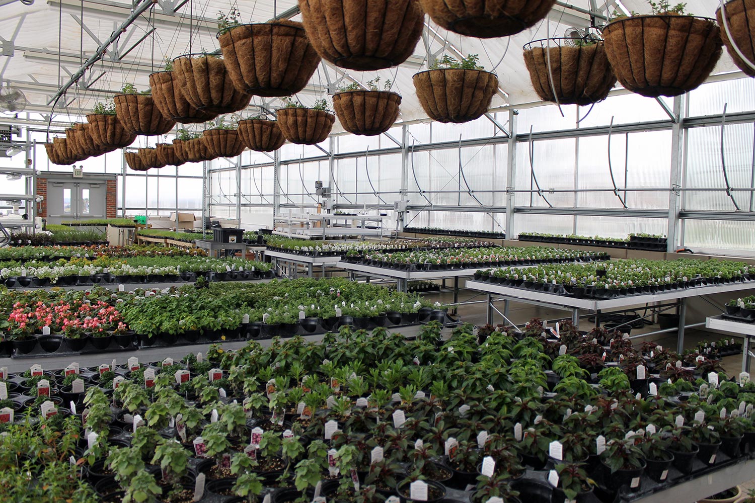 Plants filling tables in the Food Science & Agriculture Center