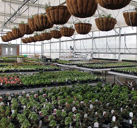 flowers on tables under hanging baskets