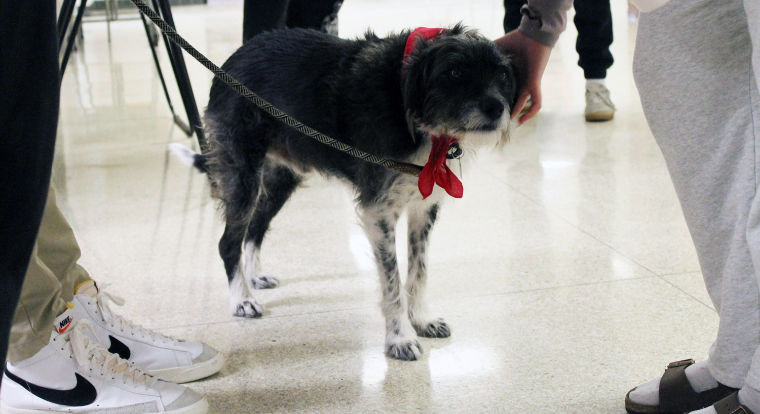 black-and-white dog wearing a red bandana, surrounded by people in a PHS hallway