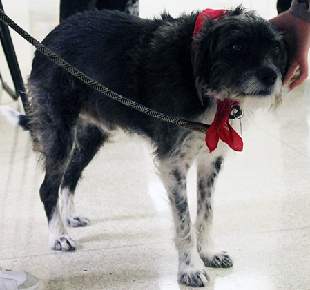black-and-white dog wearing a red bandana
