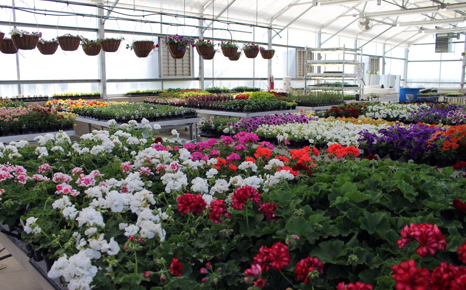 Tables full of plants in the Food Science & Agriculture Center