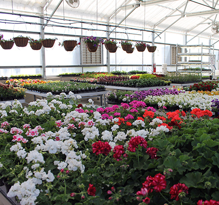 tables full of plants blooming in greenhouse