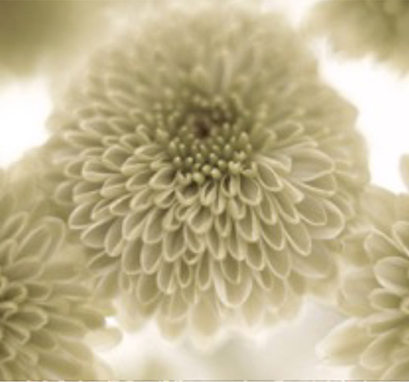 three flowers