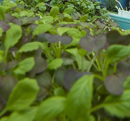 microgreens