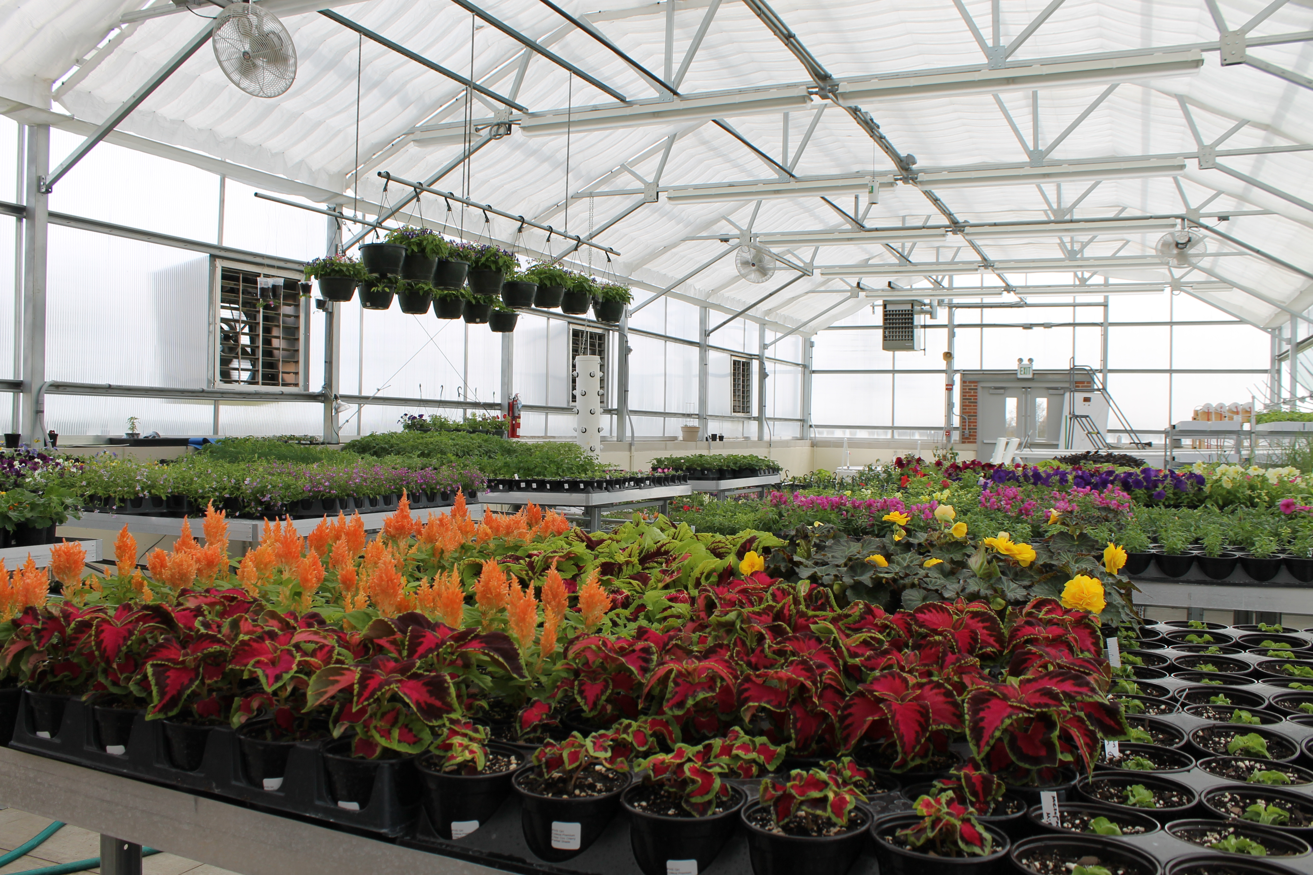plants in greenhouse